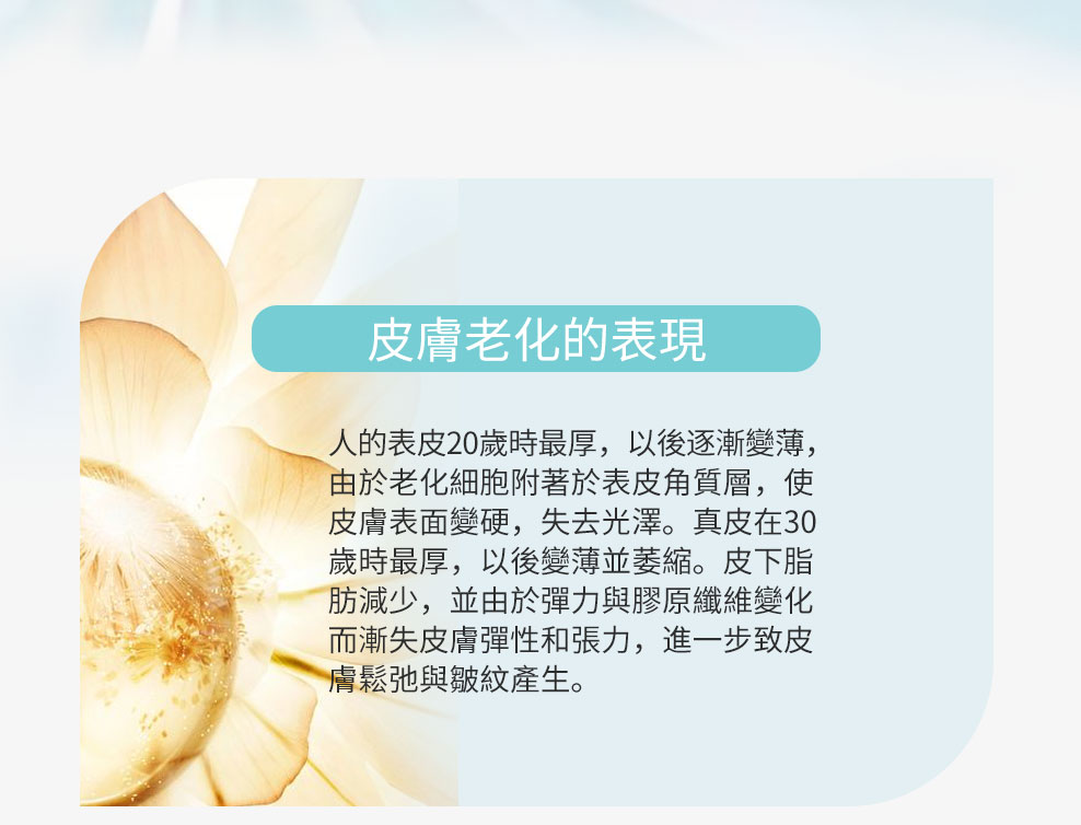皮膚老化的表現：表皮、真皮、皮下脂肪變化與鬆弛皺紋成因說明