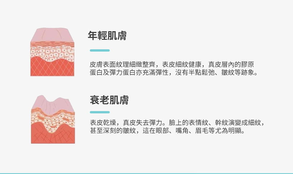 年輕肌膚與衰老肌膚對比：紋理、彈性、皺紋差異說明